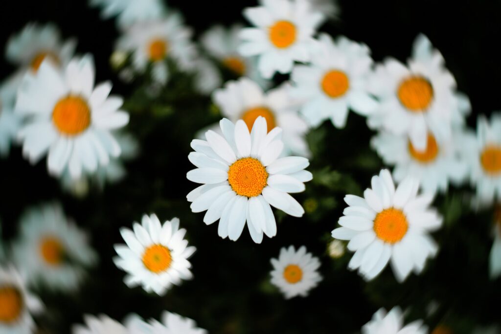 selective focus of white and yellow daisy flowers